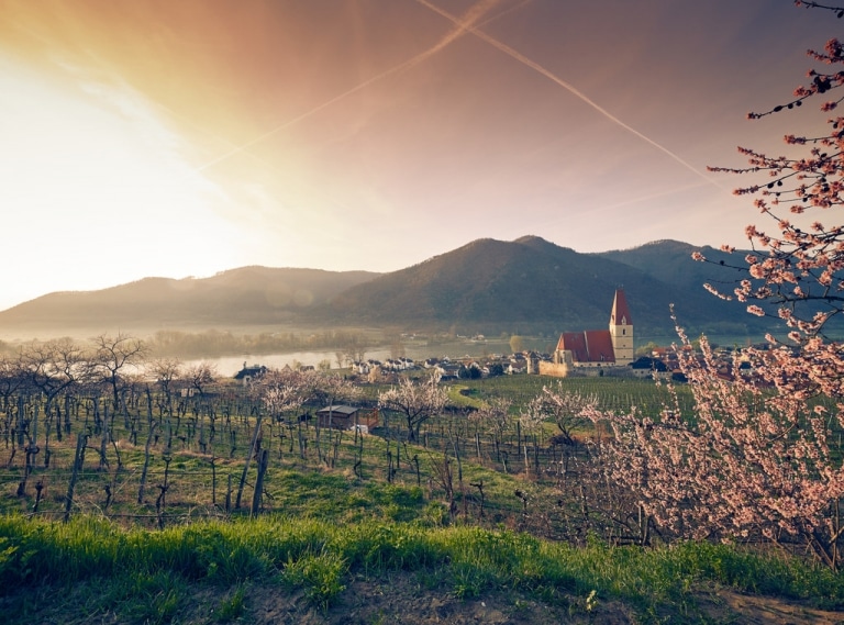 QU4UST25WYCCFEAWYEH7_prvw_34595 Wachau Blüten