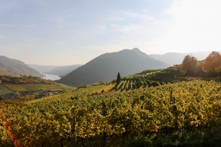 Wachau Weinreben Wachau Weinreben